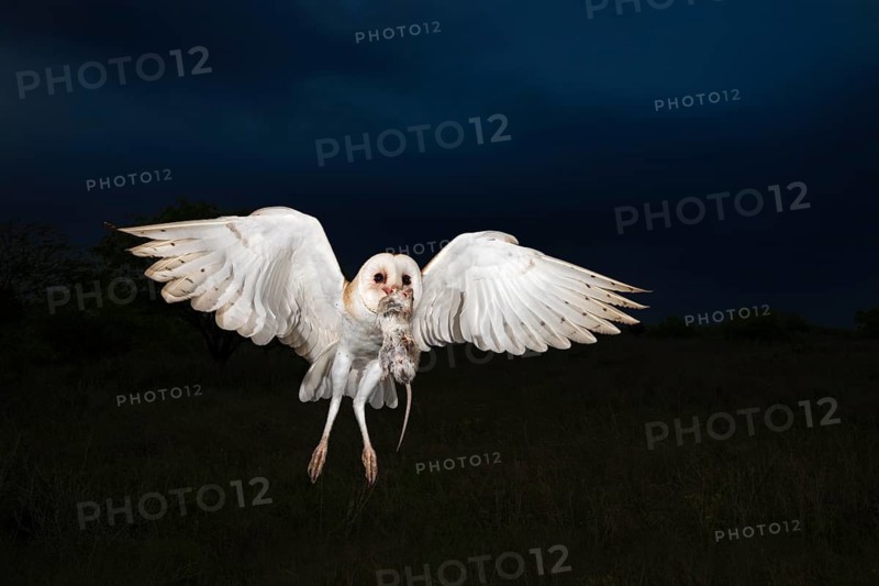 Western Barn Owl (Tyto alba) flying with prey in its beak, Texas, USA