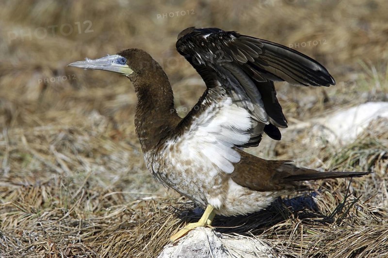 Brown Booby Sula leucogaster Las Marietas Islands, Bahia de Banderas, Jalisco, Mexico 1 April Immature Sulidae