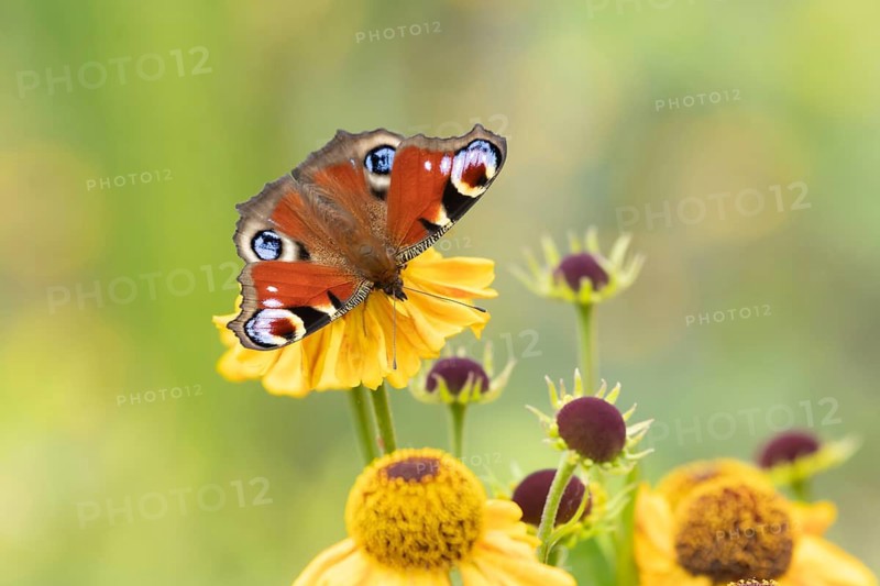 Peacock butterfly (Aglais io) adult insect feeding on a garden Helenium flower in summer, Suffolk, England, United Kingdom