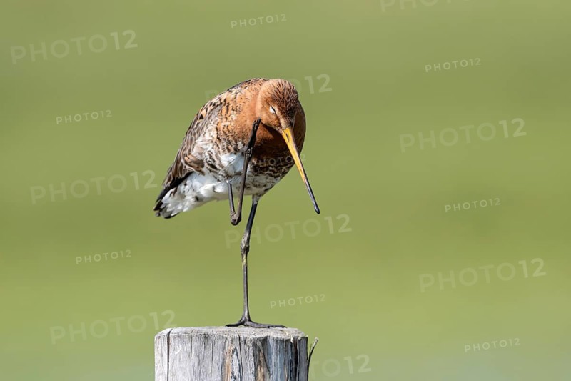 Black-tailed godwit (Limosa limosa), preening itself, plumage care, Ochsenmoor, Dümmer, Lemförde, Lower Saxony, Germany