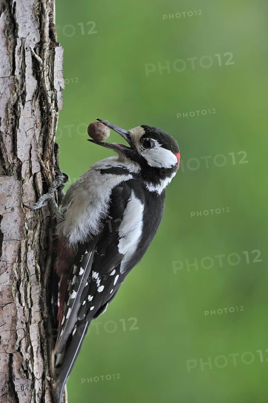Great Spotted Woodpecker (Dendrocopos major), Greater Spotted Woodpecker male with hazelnut in beak on tree trunk in forest