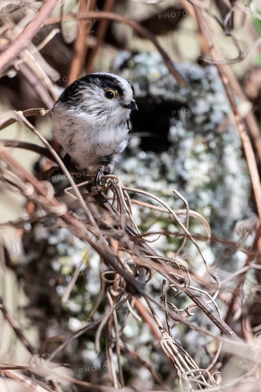 Long-tailed Tit (Aegithalos caudatus) at the nest, North Rhine-Westphalia, Germany