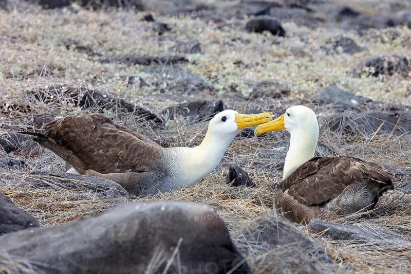 Galapagos albatross (Phoebastria irrorata), Galapagos, Ecuador