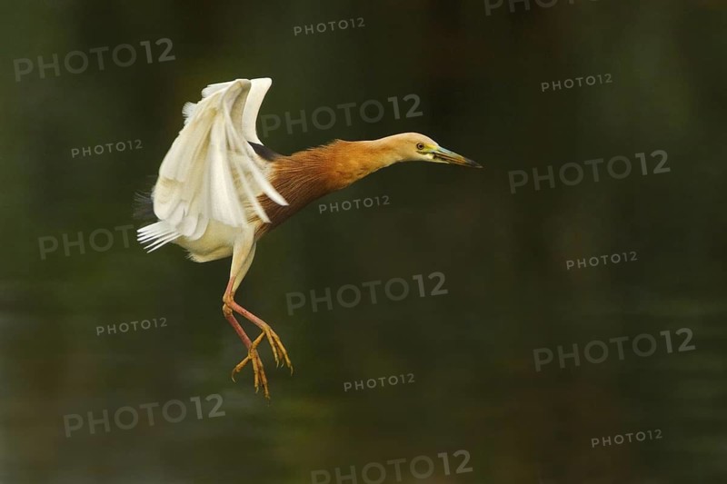 Javan Pond Heron (Ardeola speciosa) flying, Bali, Indonesia