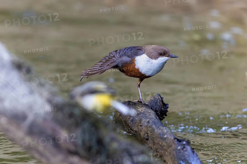 White-throated Dipper (Cinclus cinclus) grooming its feathers, Inzigkofen, Upper Danube nature park Park, Baden-Württemberg, Germany