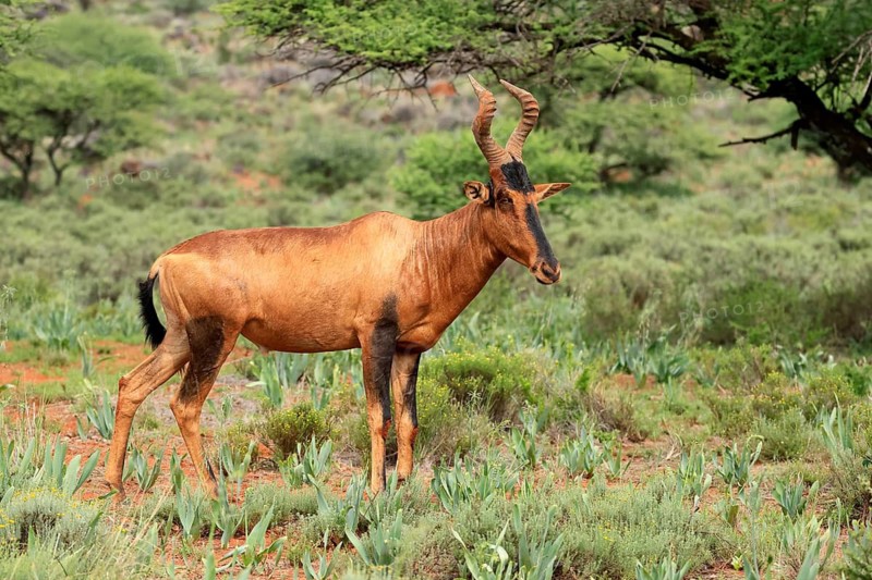Red hartebeest (Alcelaphus buselaphus caama), Kaama, adult, alert, foraging, Mokala National Park, Northern Cape, South Africa