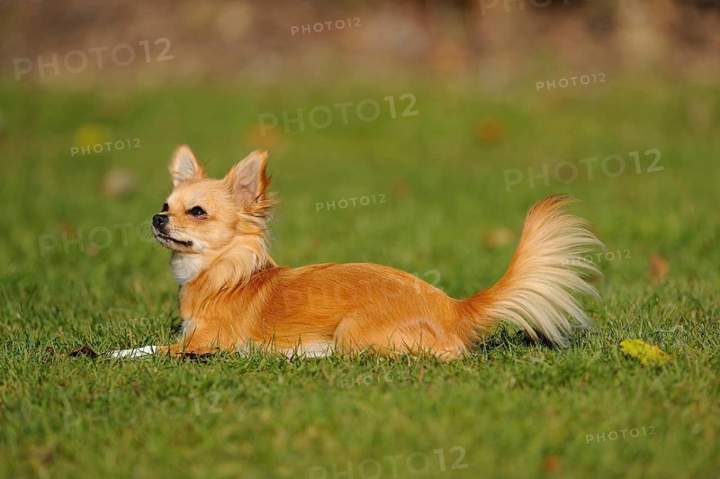 An attentive Chihuahua lies on a green meadow in the sunshine, Chihuahua, Longhair
