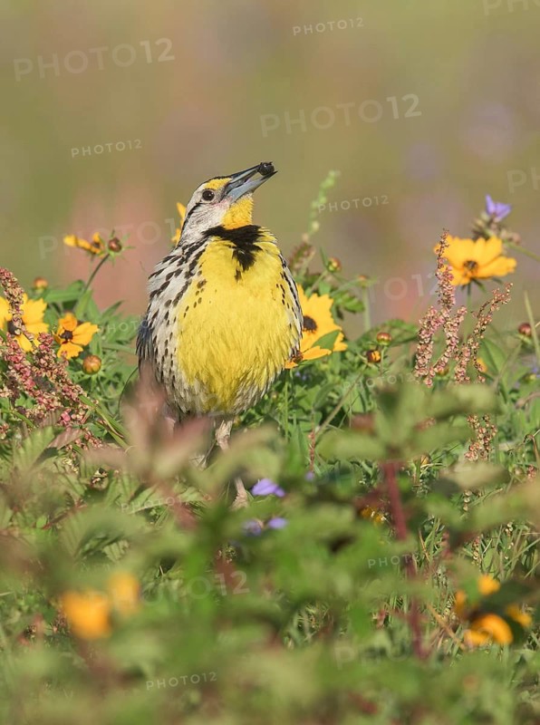 Eastern Meadowlark (Sturnella magna) with insect in beak, Texas, USA
