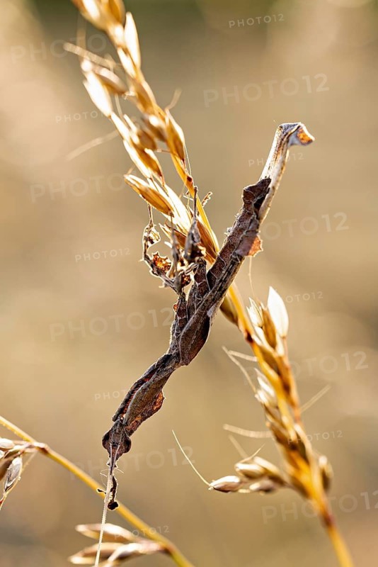 A withered branch with a dry blade of grass bathed in golden light, a ghost mantis in a meadow near Windhoek in Namibia (Phyllocrania paradoxa)