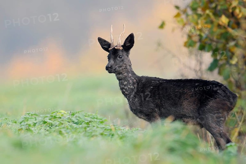 European roe deer (Capreolus capreolus), black roebuck, Lower Saxony, Germany