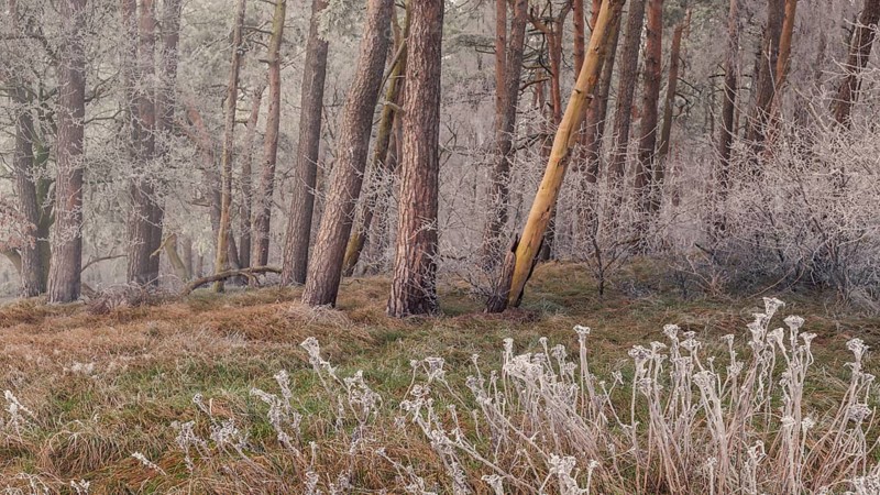 View of frozen grasses in front of a spruce forest frozen with hoar frost
