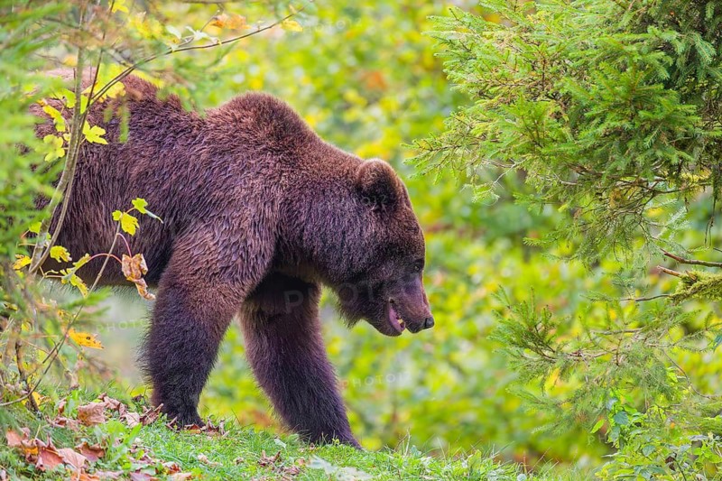 A young male Eurasian brown bear (Ursus arctos arctos) stands on a meadow between bushes