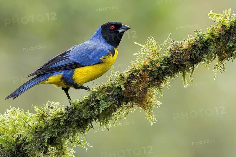 Hooded Mountain-Tanager (Buthraupis montana) perched on a branch in Colombia, South America
