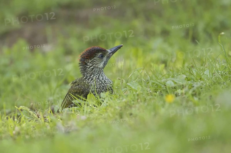 European Green Woodpecker (Picus viridis) juvenile, Rhineland-Palatinate, Germany
