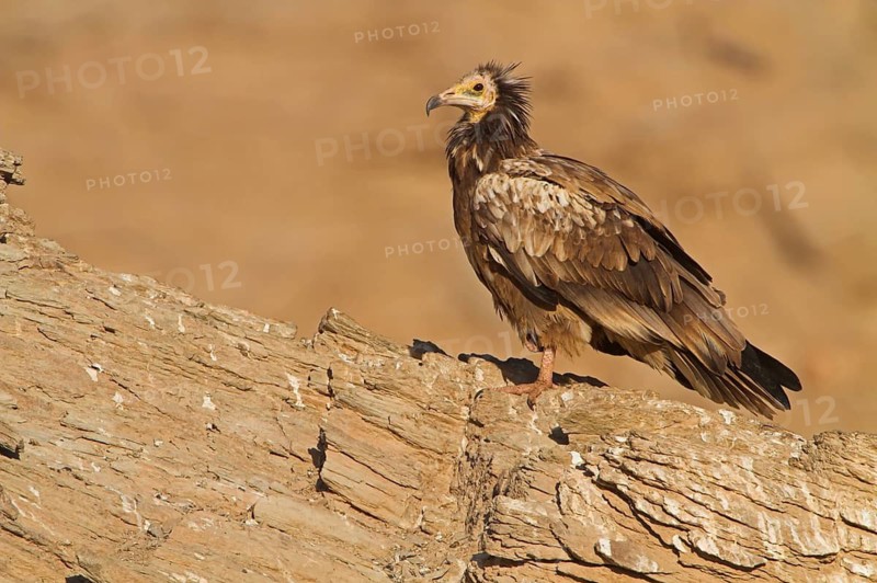 Egyptian Vulture (Neophron percnopterus), Rhodopen, Bulgarien
