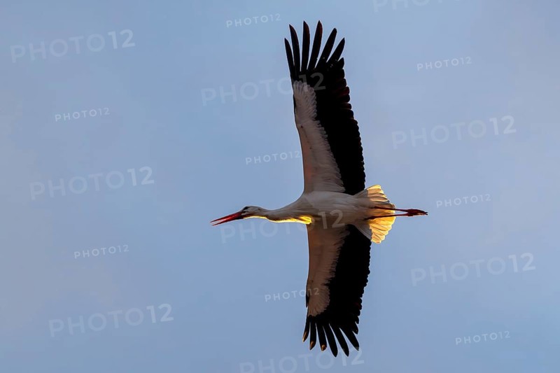 White stork, Rapperswil, Switzerland