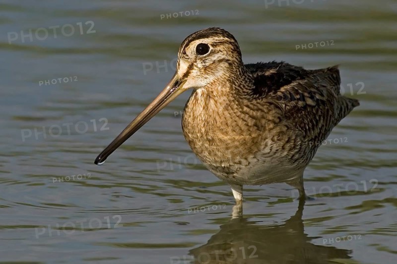 Swinhoe's Snipe (Gallinago megala), Western Australia, Australia