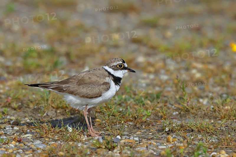 Little Ringed Plover (Charadrius dubius) adult bird standing on the lakeshore, Lake Neusiedl National Park, Burgenland, Austria