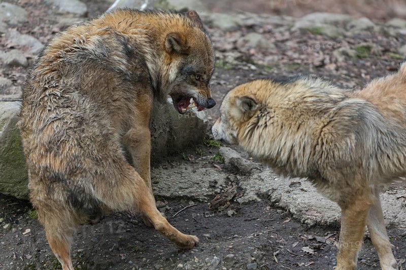 Social behaviour between two adult eurasian gray wolves (Canis lupus lupus), showing hierarchy