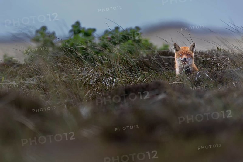 By luck, this red fox (Vulpes vulpes) tells me the location of the fox den with cubs and already at the first encounter I observe that the fox is less shy than other foxes, dune landscape, rearing cubs, May, Denmark
