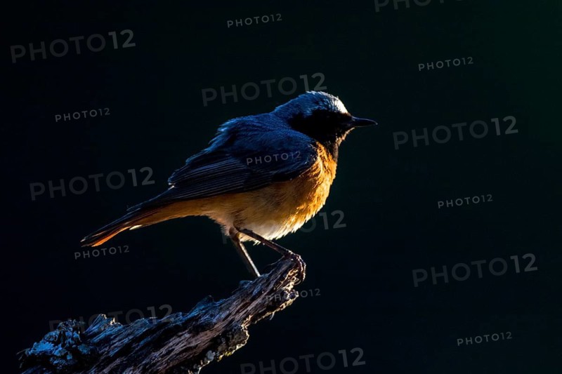 Common Redstart (Phoenicurus phoenicurus) male, Andalusia, Spain