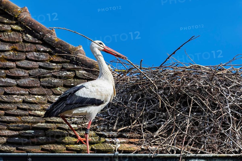 White stork (Ciconia ciconia) building a nest on the roof of a house, Affenberg, Salem, Lake Constance region, Baden-Württemberg, Germany