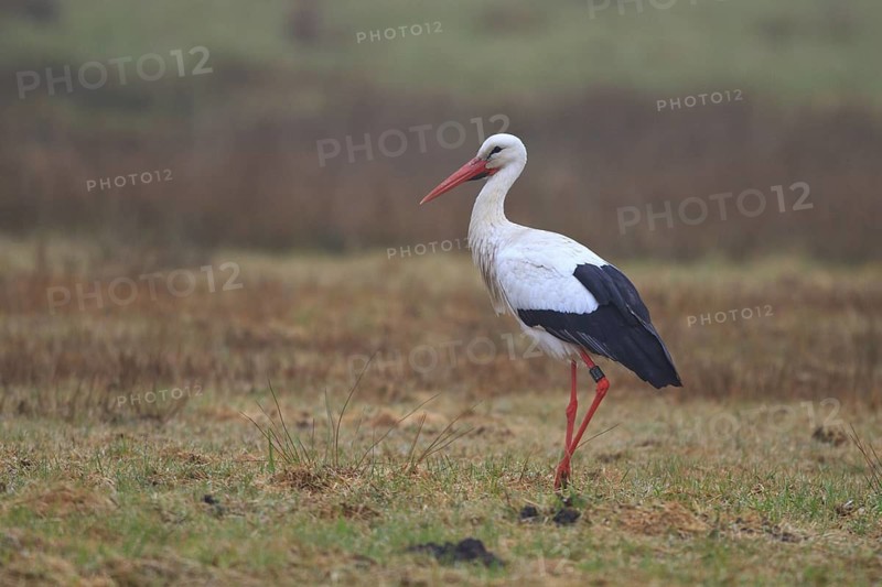 White Stork (Ciconia ciconia) male, North Rhine-Westphalia, Germany