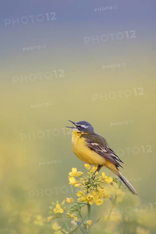 Western Yellow Wagtail (Motacilla flava) male singing, Rhineland-Palatinate, Germany