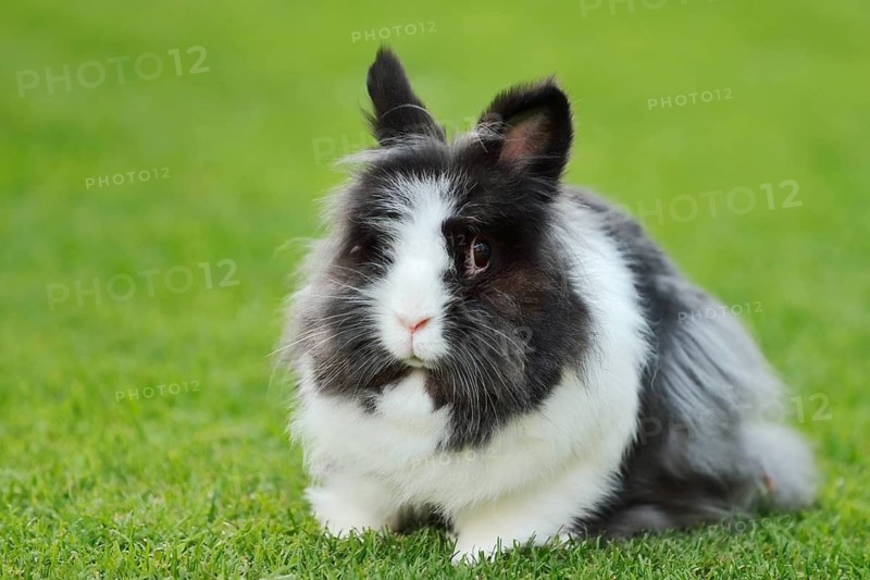 Lionhead rabbit (Oryctolagus cuniculus forma domestica) in a meadow, North Rhine-Westphalia, Germany