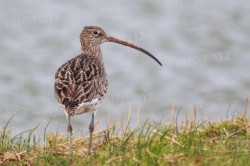 Eurasian Curlew (Numenius arquata), Netherlands