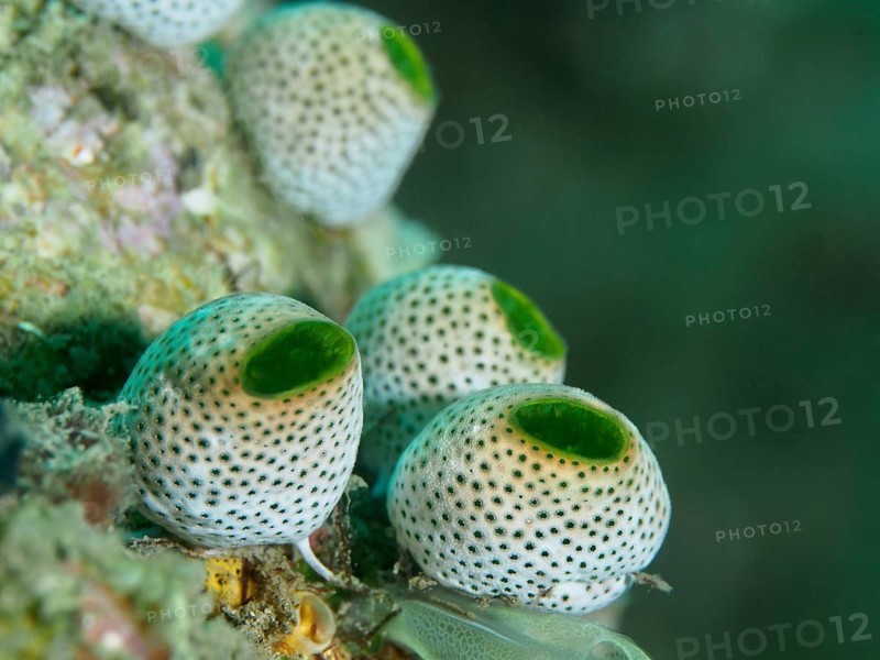 Small, spherical sea squirts with green interiors, Green Urn Sea Squirt (Didemnum molle), in the coral reef at the Spice Reef dive site, Penyapangan, Bali, Indonesia