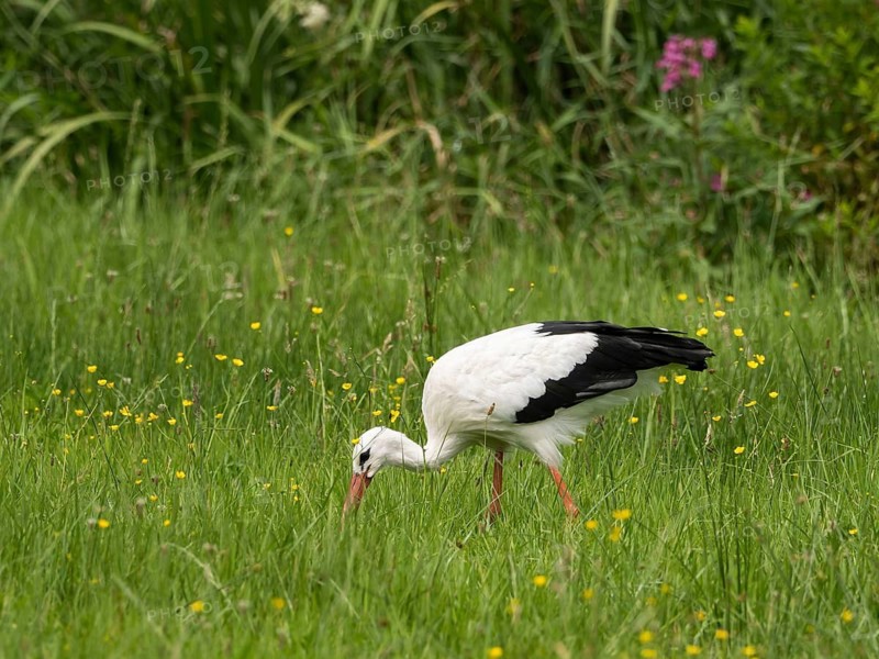White stork (Ciconia ciconia) foraging in a meadow, North Rhine-Westphalia, Germany