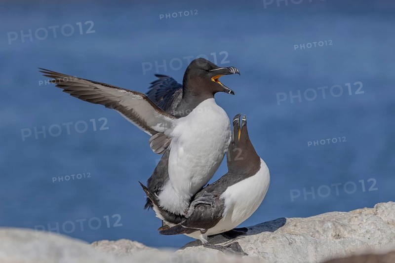 Razorbill (Alca torda), pair, copulation, Hornoya, Varangerfjord, Norway