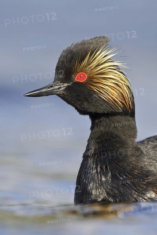 Black-necked Grebe (Podiceps nigricollis), British Columbia, Canada