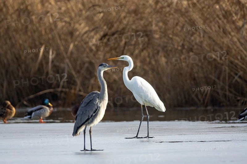Grey Heron (Ardea cinerea) and Great White Egret Germany