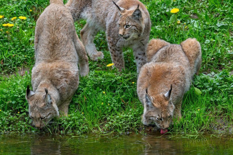 Three Eurasian lynxes (Lynx lynx) adult with two juveniles drinking water from pond in forest. Captive
