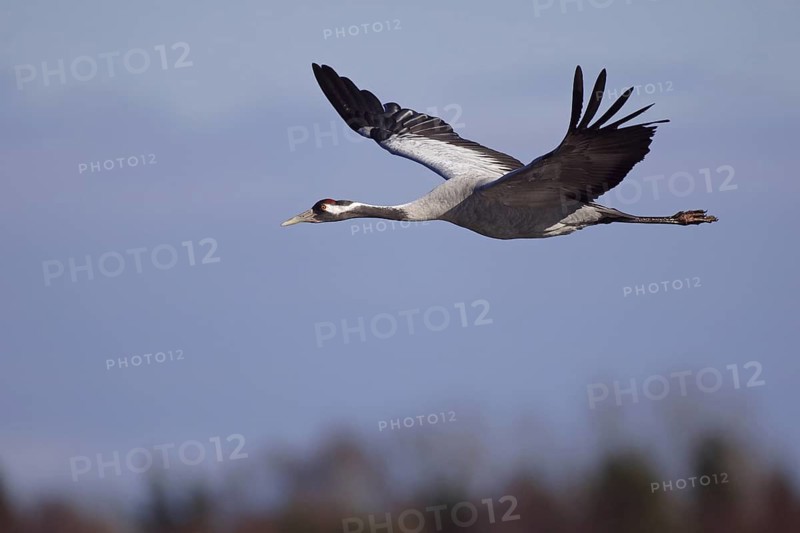 Common Crane (Grus grus) flying, Vaestergoetland, Sweden