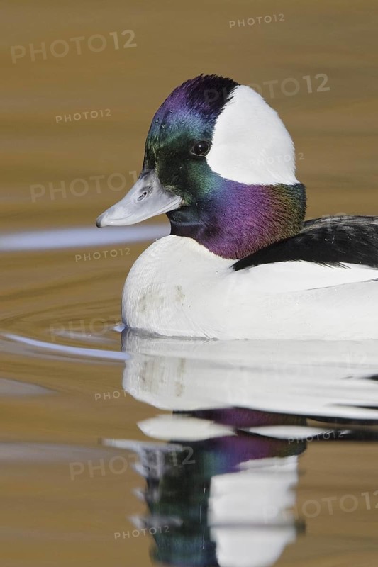 Bufflehead (Bucephala albeola) male, British Columbia, Canada