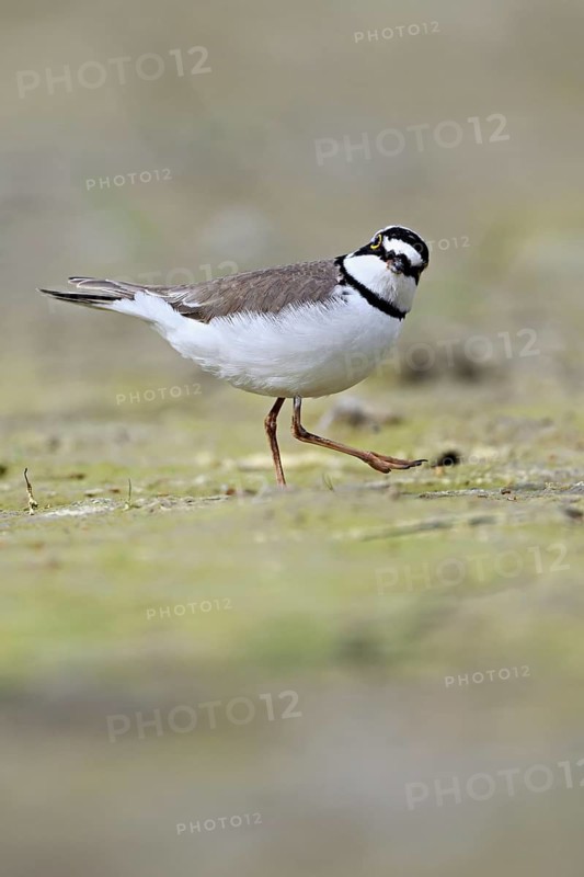 Little Ringed Plover (Charadrius dubius), standing in silt, Aue nature reserve, Reussegg, Sins, Canton Aargau, Switzerland