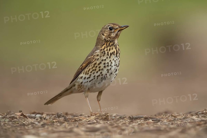 Song thrush (Turdus philomelos) adult bird on a woodland floor, Suffolk, England, United Kingdom