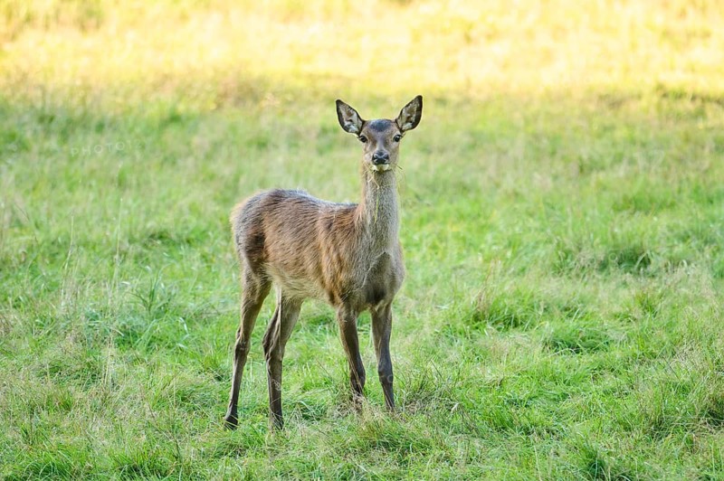 Red deer (Cervus elaphus) hind standing on a meadow, Bavaria, Germany
