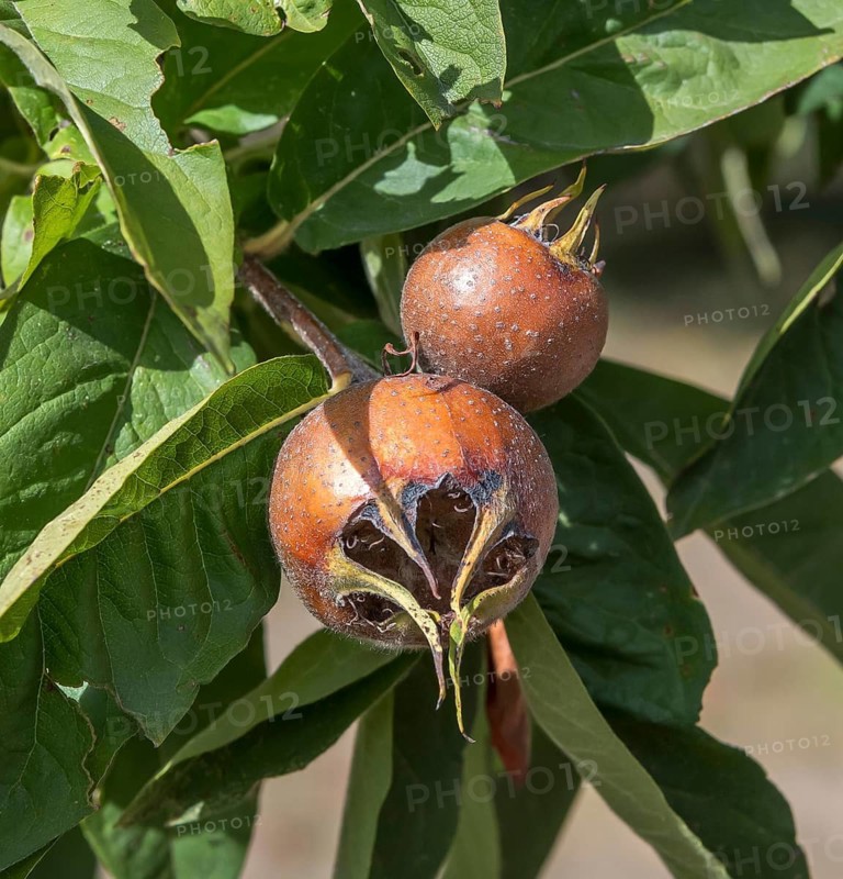 Common medlar (Mespilus germanica 'Macrocarpa'), Bayerische Landesanstalt für W, Germany