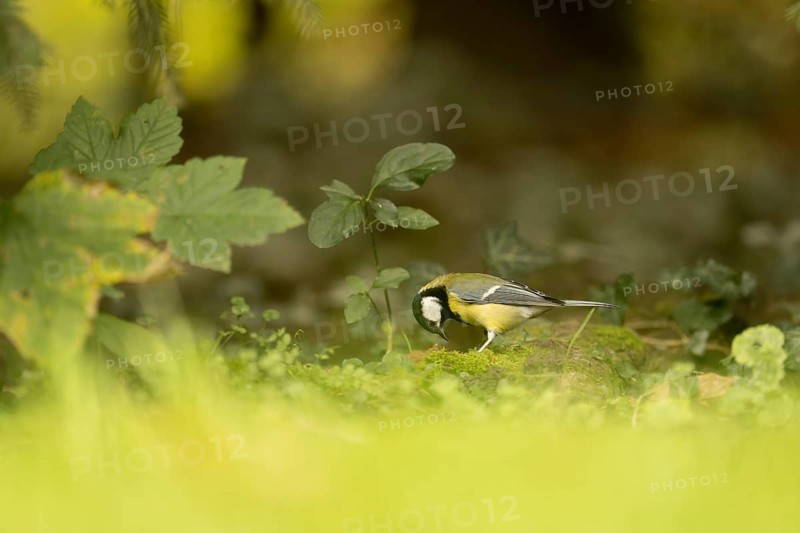 Great tit (Parus major) looking for food in the meadow, looking down, standing on moss, profile view, surrounded by leaves and ivy, foreground blurred green, background a blurred tree trunk, Dortmund, North Rhine-Westphalia, Germany