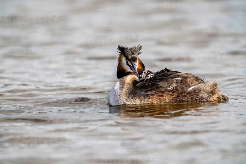 Great Crested Grebe (Podiceps scalloped ribbonfish), with chicks on its back, Vulkaneifel, Rhineland-Palatinate, Germany