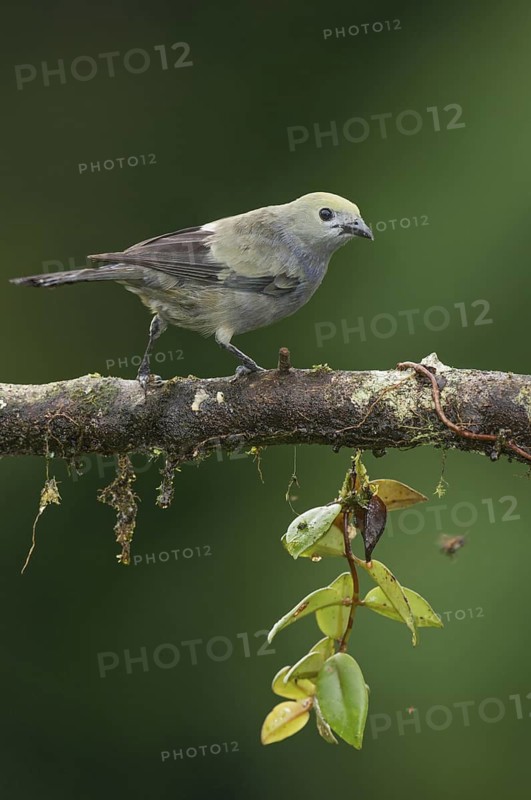 Palm Tanager (Thraupis palmarum), Costa Rica