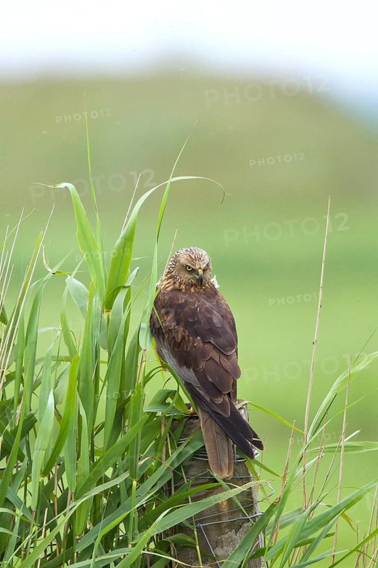 Western Marsh Harrier (Circus aeruginosus) female perched on a pale, Noord Holland, Netherlands