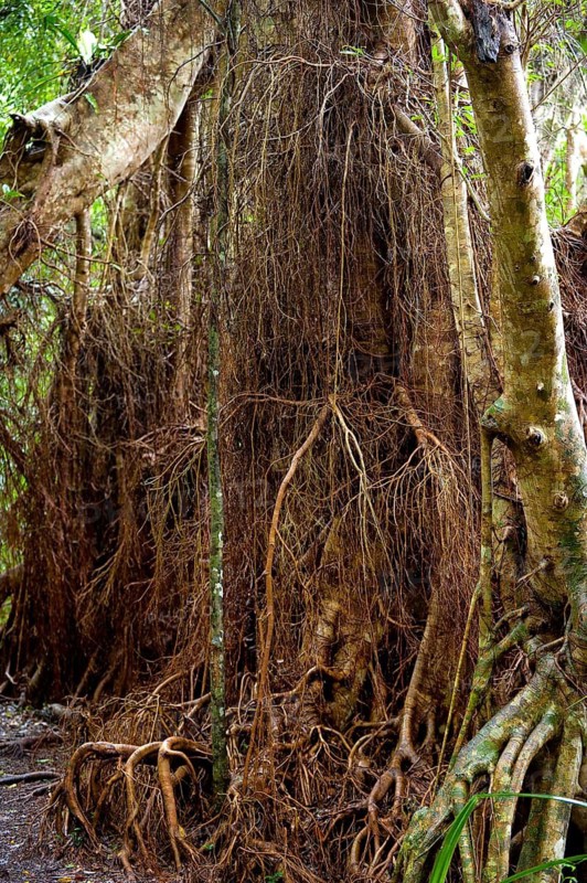 Strangler fig (Ficus virens), tropical tree, tree, rainforest, jungle, Atherton tablelands, Queensland, Australia