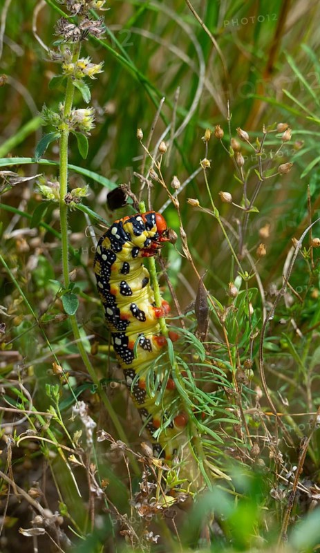 Sparrow hawk moth, caterpillar, grass, Lower Austria