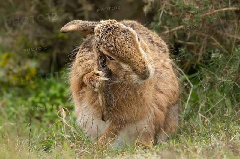 European brown hare (Lepus europaeus) adult animal washing its ear in grassland, England, United Kingdom