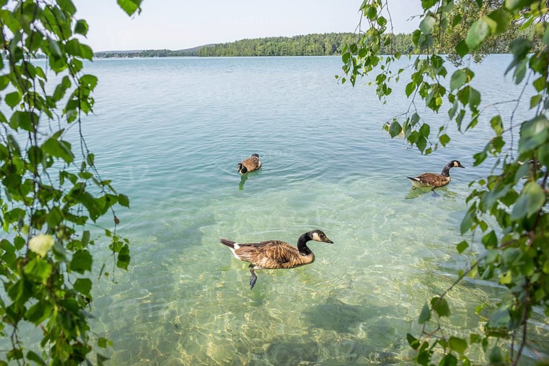 Canada goose (Branta canadensis) swimming on a lake, Bavaria, Germany